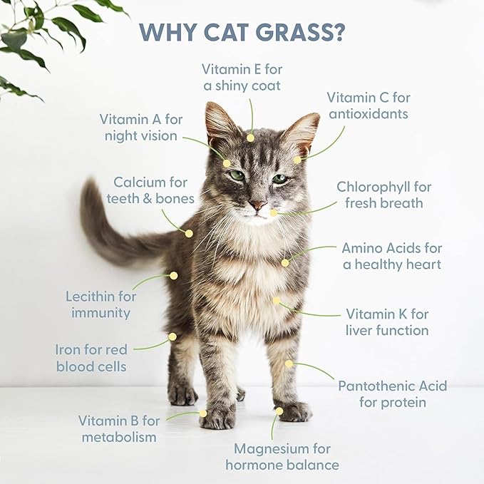 The Cat Ladies Cat Grass Kit with White Rustic Wooden Planter, Organic Cat Grass Seeds and Soil. Easy to Grow for Indoor Cats. Prevent Hairballs and Aid Digestion