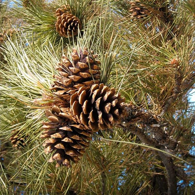 Ponderosa Pine Live Tree Plug Seedlings | 6"-12" | Arbor Day Foundation - (Due to Agricultural Laws, Unavailable to AZ, CA, ID, ME, MT or UT) (3-Pack)