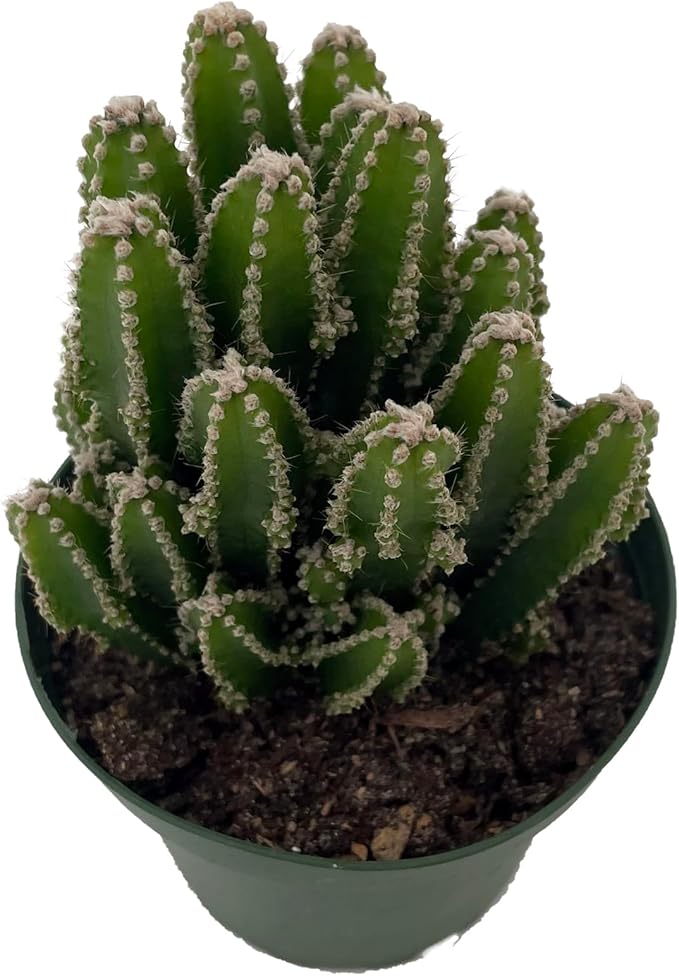 Fairy Castle Cactus - Cereus - Houseplant/Terrarium/Fairy Garden - 4" Pot