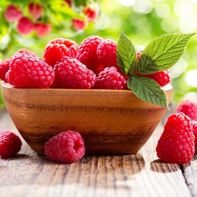 Set 2 Caroline Red Raspberry Plants Live, Raspberry Trees Live Plants, Raspberry Seedlings, 5-9 Inc, Raspberry Fruits Trees