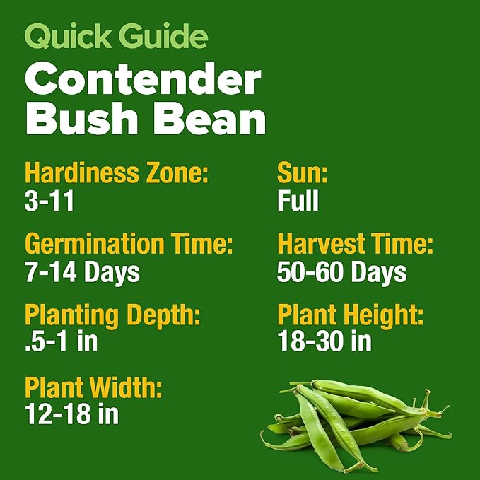 HOME GROWN Contender Bush Seeds - 56 𝗡𝗢𝗡-𝗚𝗠𝗢 𝗨𝗦𝗔-𝗦𝗢𝗨𝗥𝗖𝗘𝗗, Heirloom Green Beans for Planting - Emergency Food Supply (Phaseolus vulgaris)