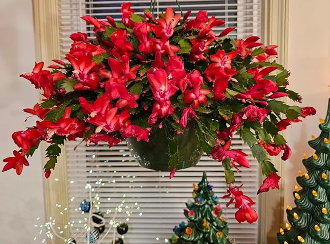 2 Red Christmas Cactus Plants Live, 4 to 7 Inch Tall Colorful Christmas Cactus, Holiday Flower Houseplant, Indoor Outdoors Easy Care Plants for Home Garden