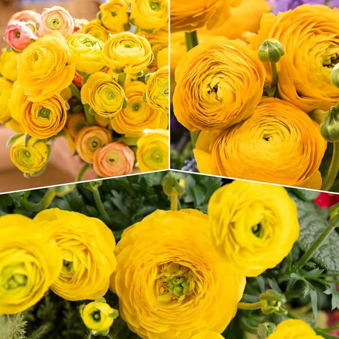 25 Ranunculus Bulbs for Fall Planting, Perennial Flowers Bulbs for Gardens, Vibrant Peony Buttercup Corms for Outdoor Borders (Yellow Ranunculus)