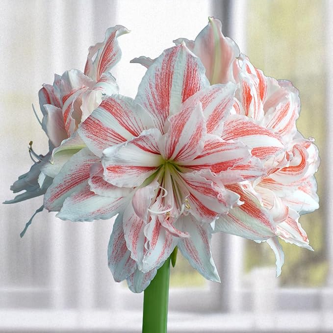 Aquaro Double Amaryllis Bulb by Horn Canna Farm | Large Indoor Holiday Flower Bulb | White Double Blooms with Pink Streaked Petals