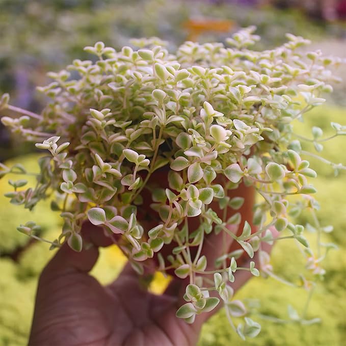 4" Sedum Little Missy Variegated with Green Stripe Pot, Live Trailing Succulent Rare House Plant for Home Office Wedding Hanging Decoration, DIY Projects, Party Favor