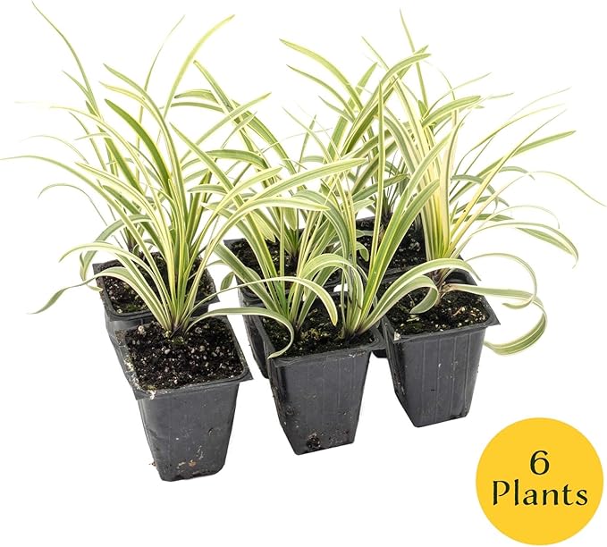 6 Pacific Grove Agapanthus in 3.5” Nursery Cubes (Agapanthus ‘Pacific Grove’) | Variegated Evergreen Perennial for Borders, Beds & Containers | Ready-to-Plant Live Starter Plants