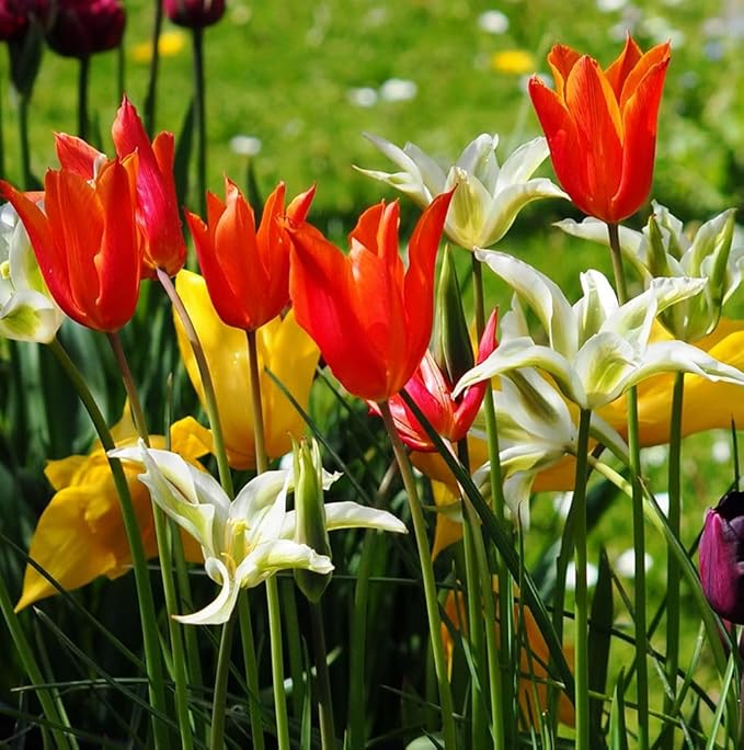 Tulipa Fringed Mixture Tulip Bulbs Size 11/12 for Planting - Plant in Fall, Winter or Early Spring (Lily Flowering Mixture, 15, Count)