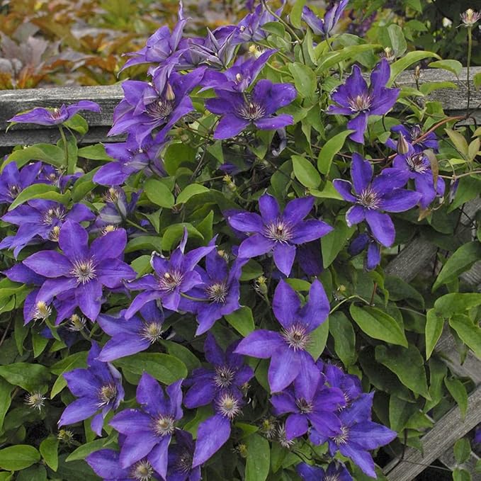 Clematis The President - 5 Live Plants in 4 Inch Growers Pots - Clematis 'The President' - Starter Plants Ready for The Garden - Beautiful Purple Blue Flowering Vine