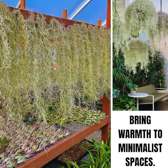 Spanish Moss Tillandsia Air Plants, Spanish Moss Plant Live, 1 to 2 Feet Long, Succulent Plants Live for Gardening Indoor Outdoor