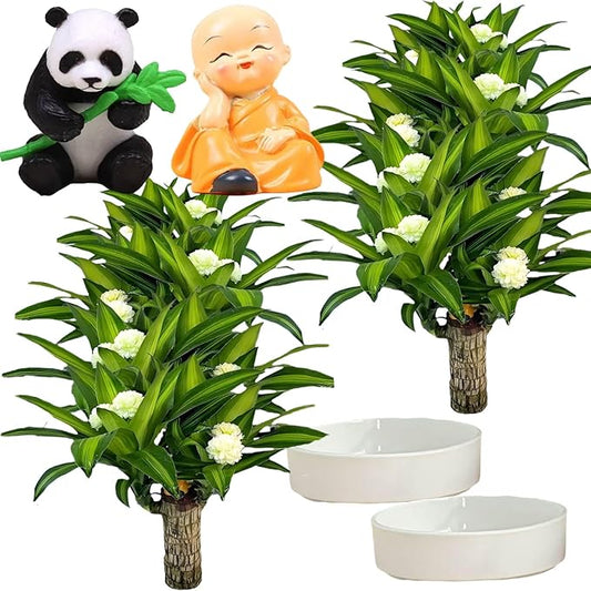 Brazilian Lucky Wood Plant, Brazilian Wood with Energy Crystals, Low-Light Office, Bedroom Decor, Home Good Luck Decor (Yellow+Panda)