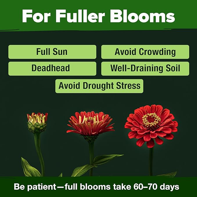 HOME GROWN Zinnia Dahlia Seeds Pack for 2026 – 524 Non GMO Flower Seeds | Vibrant Zinnia Elegans for Pollinator Gardens, Borders & Containers | Easy-to-Grow Outdoor Blooms