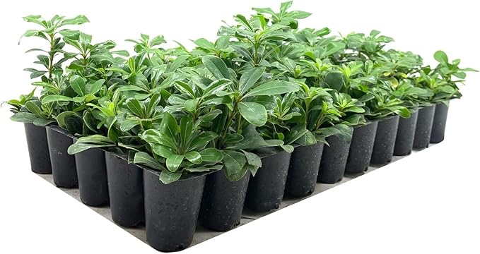 Compact Green Pittosporum | 10 Live Plants | Pittosporum Tobira | Beautiful Fragrant Flowering Low Maintenance Shrub