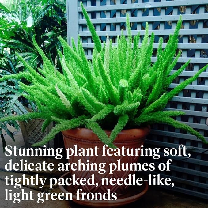 American Plant Exchange Live Foxtail Fern Plant, Plant Pot for Home and Garden Decor, 10" Pot
