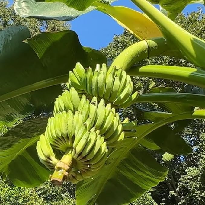 Thai Banana Tree Live Plant, Cold Hardy Banana Plant Live, Tropical Banana Fruit Seedling, Well Rooted 4-8 Inch Tall