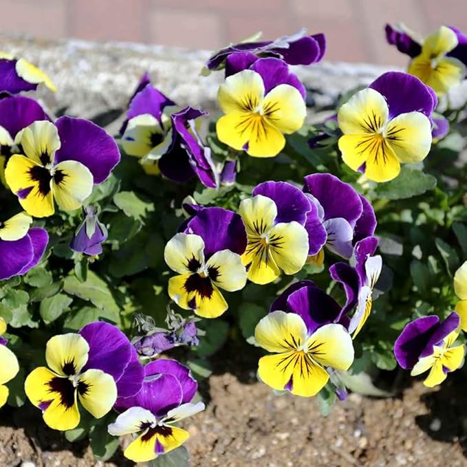 100 Johnny Jump Up Viola Seeds Wild Violet Pansy Seeds for Planting & Growing Perennial Garden Flower Seeds
