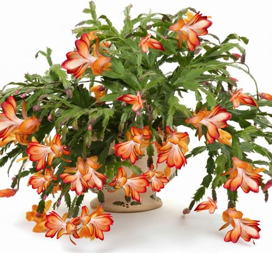 True Thanksgiving Cactus Plant Live in 4" Pot, Ready to Bloom, Holiday Christmas Cactus Plants Live, Vibrant Blooms (Red Orange)