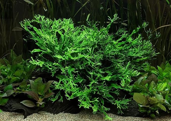 SubstrateSource Java Fern Live Aquarium Plants - Potted Freshwater Plant for Fish Tanks - Beginner Friendly, Low Light (Windelov, 5 Pots)