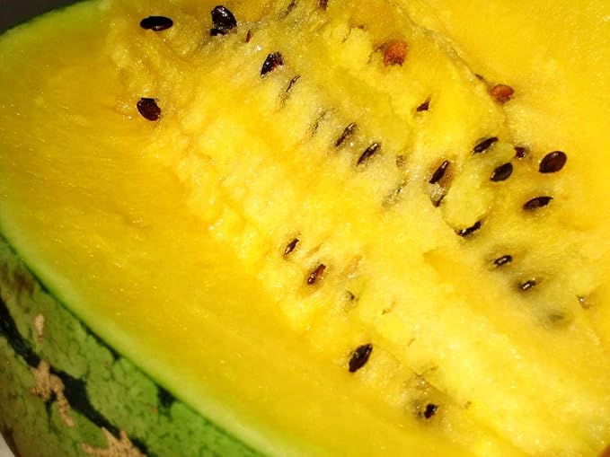 Yellow Watermelon Seeds Rare Hierloom Vegetable for Planting Giant Non GMO 15 Seeds