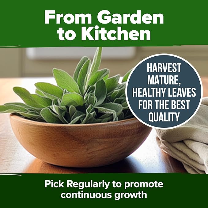 HOME GROWN White Sage Seeds 323 Pack Heirloom Seeds - Grow Aromatic Sage Plants for Your Herb Seeds Garden with Sage for Planting Outdoor or Indoor (Salvia apiana)