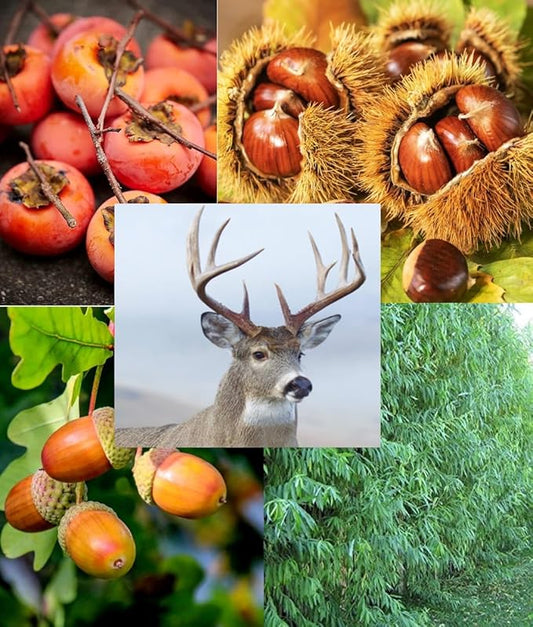 Big Buck Hunter Deer Attractant Tree Package - 5 Chestnut Seedlings, 5 Persimmons Seedlings, 5 White Oak Seedlings, 20 Hybrid Willow Cuttings - 35 Total Trees to Grow and Attract Whitetail Deer