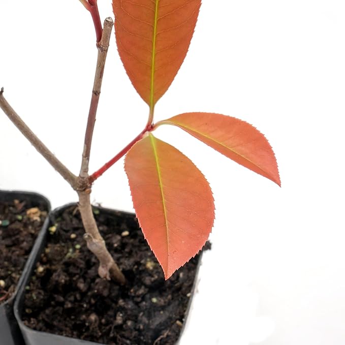 4 Red Tip Photinia, Photinia x fraseri, Thriving in Extra Deep Nursery Cubes