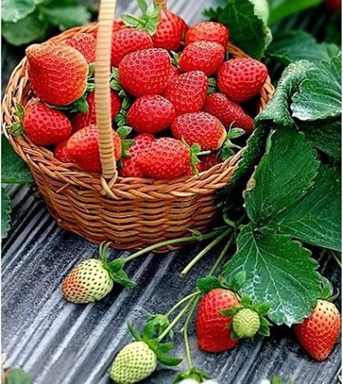 Mixed Strawberry Seeds for Planting, 500 Seeds with Red and White Strawberries and Raspberry Varieties for Home Gardens