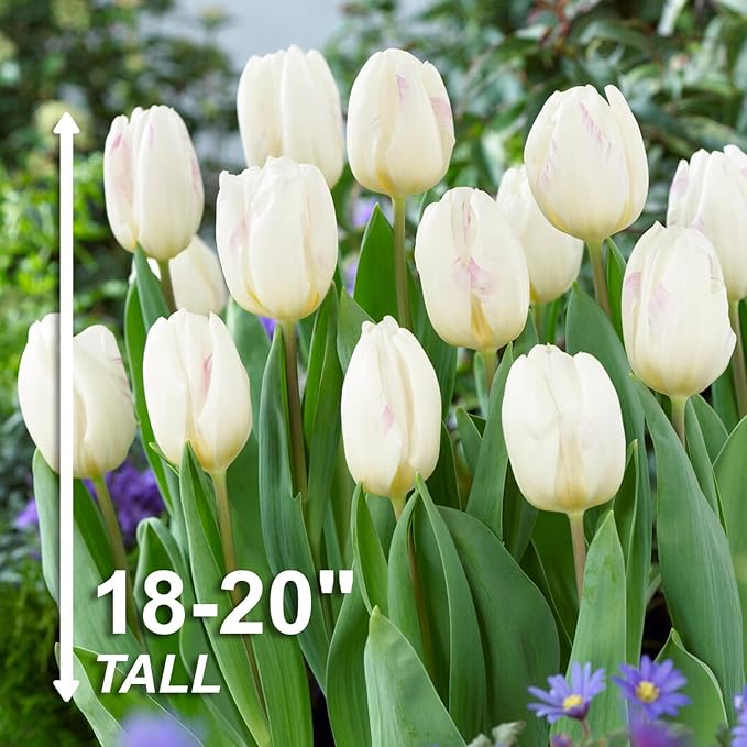Garden State Bulb Triumph White Flag Tulip Flower Bulbs, 12/+ cm, Fall Planting (Bag of 100)
