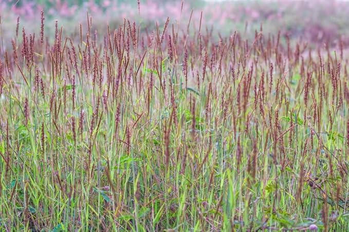 Native Grass Seed Blend - Big Bluestem, Little Bluestem, Indiangrass, RC Big Rock Switchgrass (4, Ounces)