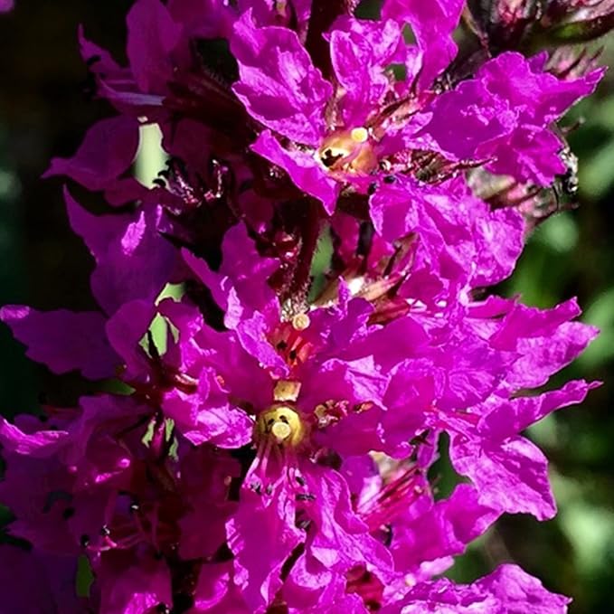 1000 Lythrum Seeds Purple Garden Flowers for Planting Easy to Grow Outdoor Home Garden