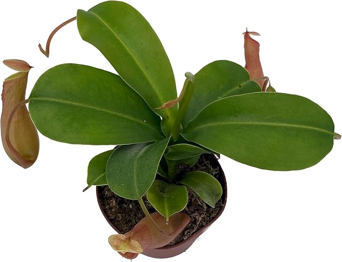 Asian Pitcher Plant - Nepenthes - Carnivorous - 3" Pot