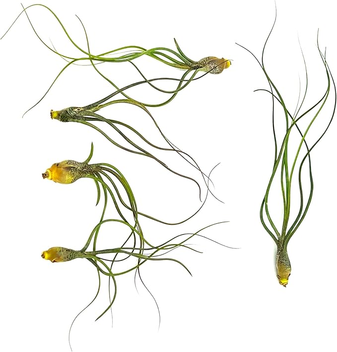 ragnaroc Live Air Plants - Tillandsia Butzii, Jumbo 7-9" - 5ct - Live Arrival Guaranteed - House Plants for Home Decor & Gift