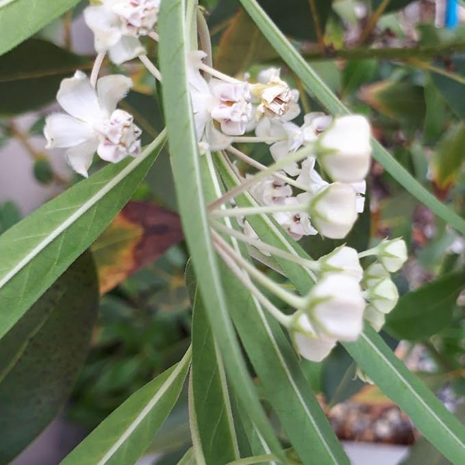 2 Milkweed Plants Live, Live Milkweed Plants, Asclepias Tuberosa Plant, 5 to 8 Inc Tall, Outdoors Gardening (White)