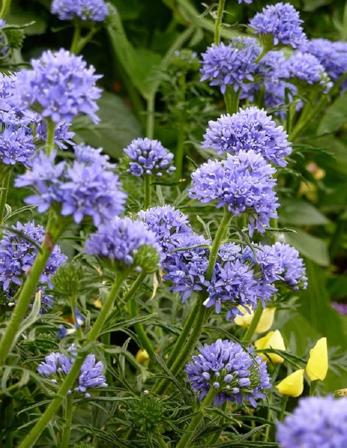 Globe Gilia Seeds, Gilia capitata, Pack of 5000 Seeds by Seeds2Go