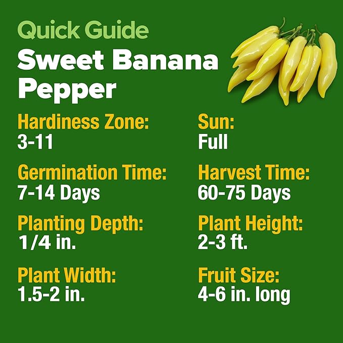 HOME GROWN Banana Pepper Seeds Pack – 94 Heirloom Vegetable Seeds – High Germination Sweet Peppers for Planting Indoors or Outdoor Garden (Capsicum annuum) (1pack)