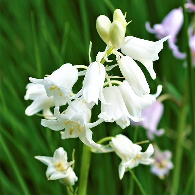 Easy to Grow Hyacinthiodes 'White' Plant Bulbs (10 Pack) - Fragrant White Flowering Blooms Spring Gardens