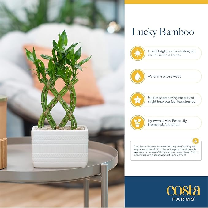 Costa Farms Lucky Bamboo Plant, Easy to Grow Live Houseplant in Indoor Bamboo Pot, Potting Mix, Grower's Choice, Birthday Gift, Home, Office, Plant Shelf Zen Room Decor, 12-Inches Tall