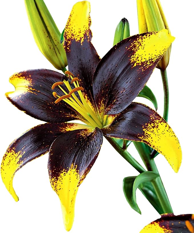 Easy to Grow Lilium Asiatic Tango Lily 'Lionheart' Plant Bulbs (3 Pack) - Black & Yellow Flowering Blooms in Summer Gardens