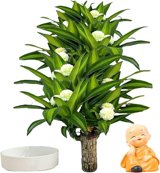 Brazilian Lucky Wood Plant, Brazilian Wood with Energy Crystals, Low-Light Office, Bedroom Decor, Home Good Luck Decor (Yellow)