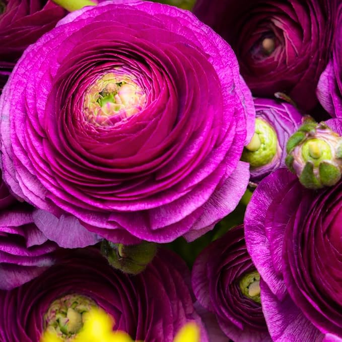 Ranunculus Bulbs for Planting, 25 Purple Ranunculus Bulbs for Fall Planting, French Peony Ranunculus Corms Bulk Ranunculus Flowers Buttercups, Butterfly Ranunculus Bulbs to Grow
