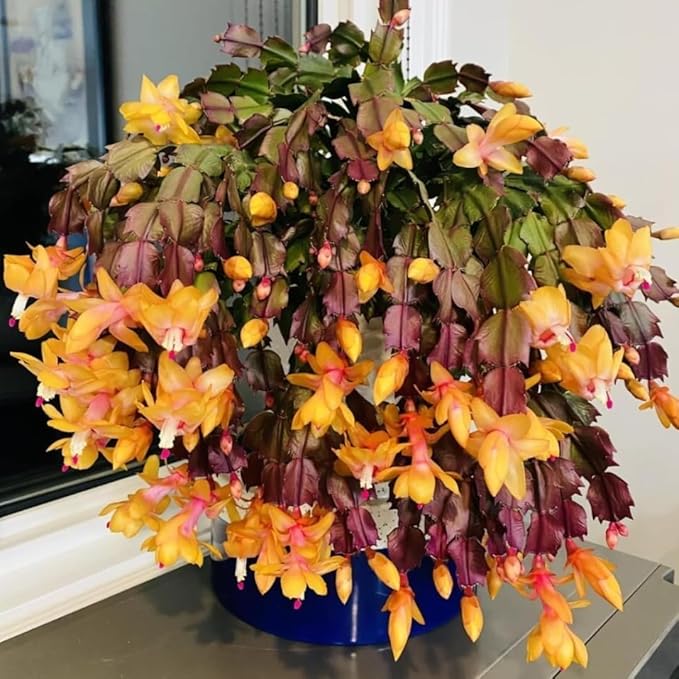 2 Christmas Cactus Plants Live, Starter Holiday Thanksgiving Cactus Plant for Indoor Outdoor Houseplants, Fasle Easter Cactus Plants Like, Cold Hardy, 5-9" in Tall, No Pot (Yellow)