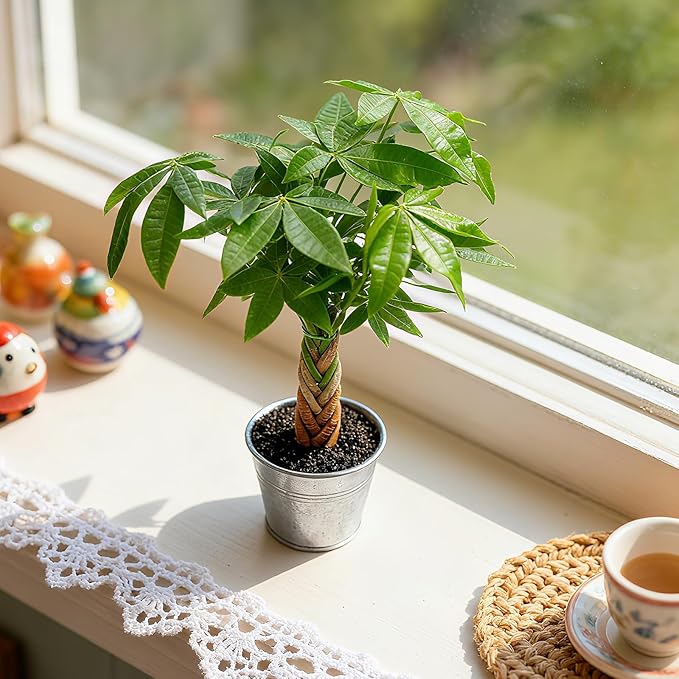 Live Plants Money Tree in 4" Matte Metal Pot, Easy to Grow Houseplant, Indoor Bonsai, Home Office Decor, Birthday Housewarming Gift