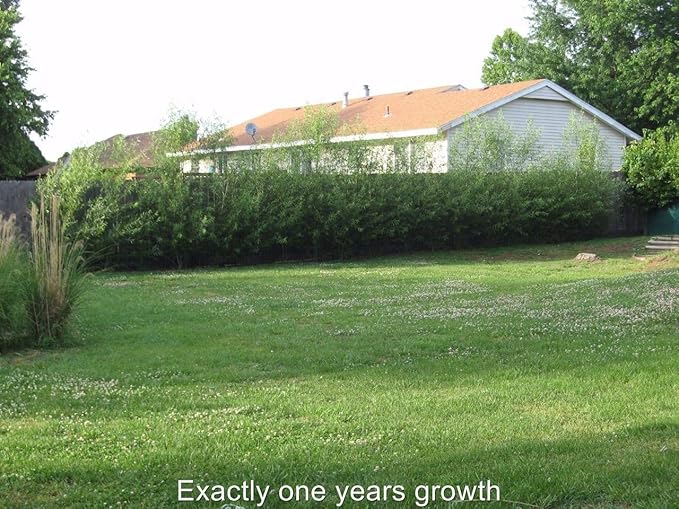 24 Jumbo Hybrid Willow Tree Cuttings - Approx 10 inches Tall, 5/8 in- 1+ Inch Thick Root Stock - Fast Privacy Shade Trees - Easy to Grow