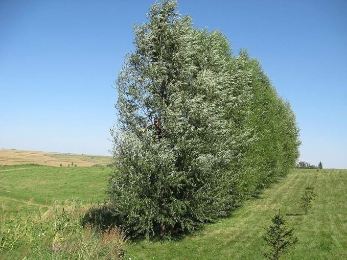 24 Jumbo Hybrid Willow Tree Cuttings - Approx 10 inches Tall, 5/8 in- 1+ Inch Thick Root Stock - Fast Privacy Shade Trees - Easy to Grow