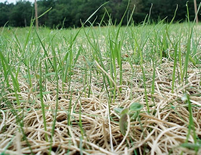 American Excelsior QuickGrass Pro Erosion Control Blanket Landscape Roll - 2-1/2'x50'