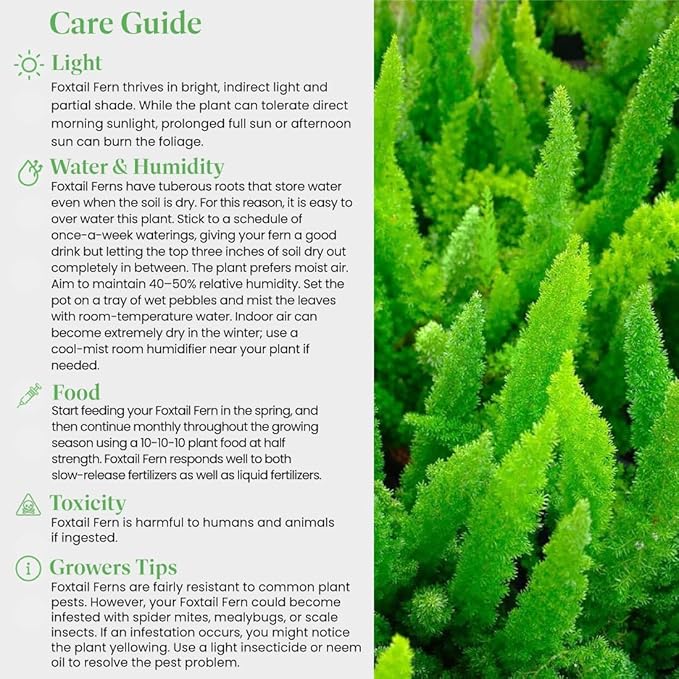 American Plant Exchange Live Foxtail Fern Plant, Plant Pot for Home and Garden Decor, 10" Pot