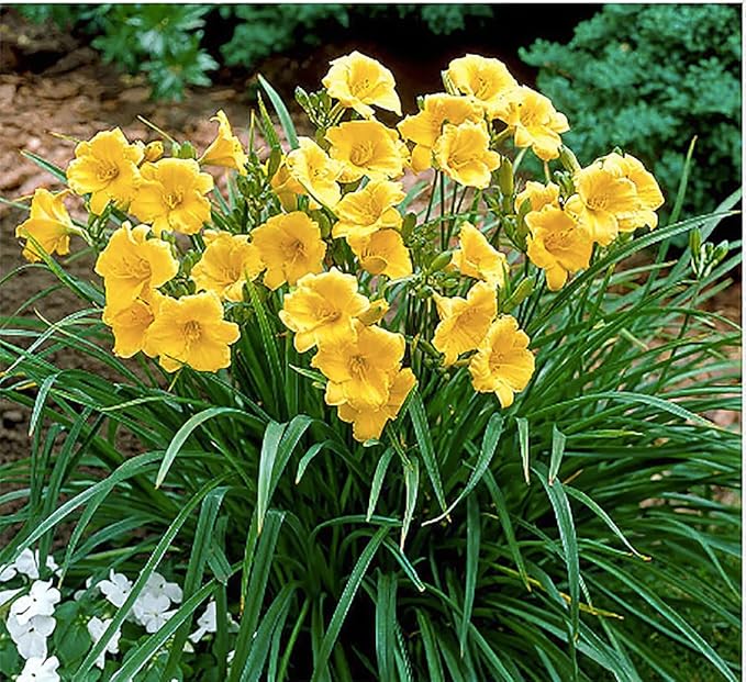 Stella De Oro Daylily - Favorite Yellow Re-Blooming Daylily, Bare Root, Low Maintenance, Continuous Blooms, Ideal for Garden Borders & Landscapes, Thrives in Full Sun or Partial Shade