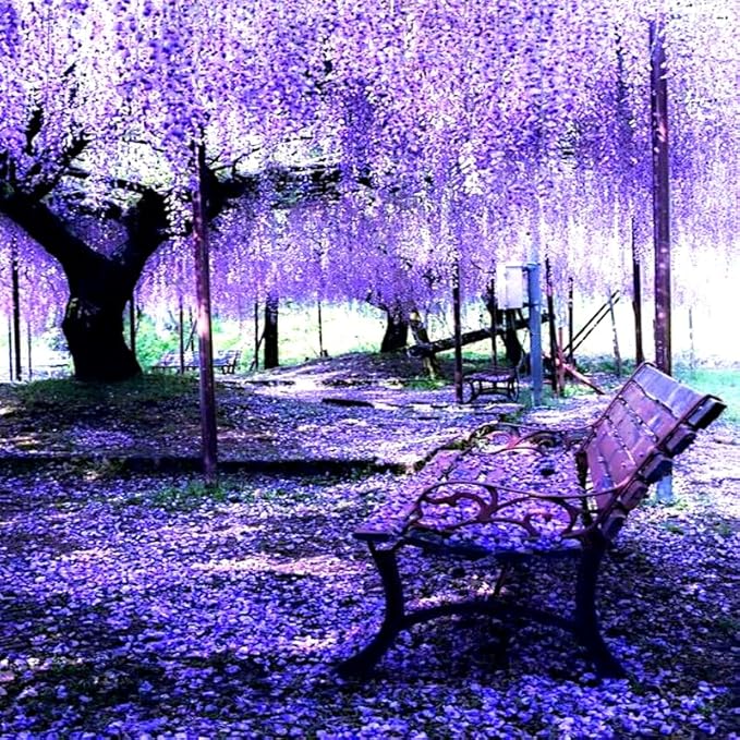 Purple Wisteria Live Plant in 2.5" Pot, 6-12 Inch Tall Fragrant Wisteria Vine for Garden Trellis and Containers