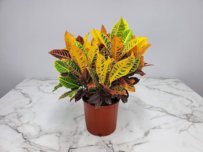 Croton Petra Plant - Tropical Foliage Plant Live - Overall Height 20" to 24" - Tropical Plants of Florida