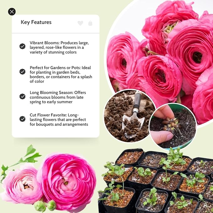 30 Ranunculus Bulbs for Fall Planting, Butterfly Ranunculus Corms, Peony Ranunculus Flower Bulbs for Garden, Vibrant Blooms in Spring (Pink Ranunculus Bulbs)