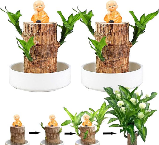 Brazilian Lucky Wood Plant Set, Natural Fortune-Bringing Ornaments Suitable for Office Desks, Desks, and Bedrooms (Yellow Monk)